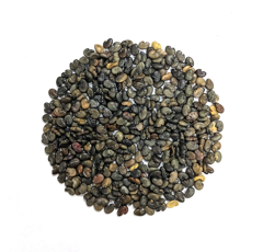 Vogelblume - Crotolaria