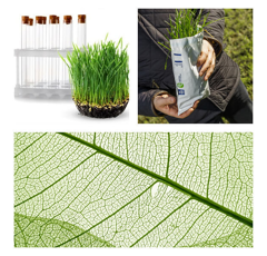 Analyse foliaire - Standard