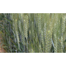 Trigo blando de invierno- Grekau- Aristado