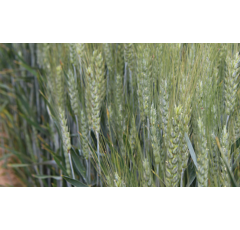 Trigo blando de invierno- Grekau- Aristado