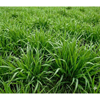 Dactyle - Lidacta - BIO