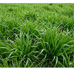 Dactyle intermédiaire - Lidacta - BIO