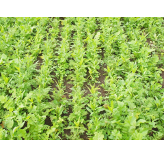 Zwischenfruchtmischung - TerraLife MaisPro TR 50