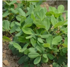 Rhizo power® Erdnuss