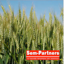 Blé tendre de printemps - Kitri
