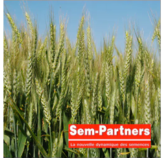 Blé tendre de printemps - Kitri