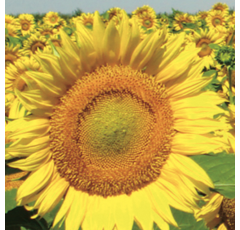Girasol Alto-Oleico - Clarasol