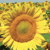 Girasol Alto-Oleico - Clarasol