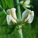 Pannonische Wicke - BIO
