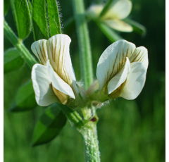 Pannonische Wicke - BIO
