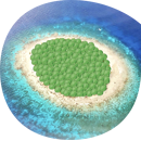 Pois protéagineux vert de printemps - Atoll