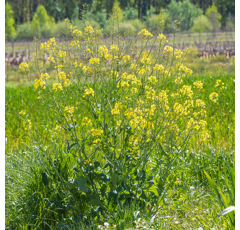 Colza fourrager - Mosa