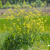 Colza fourrager - Mosa