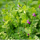 Vesce commune de printemps - Fabia