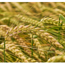 KWS Donau - Wintergerste