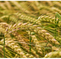 KWS Donau - Wintergerste