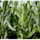 Saatmais - Farmirage (S260 K260) | FARMSAAT