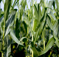 Saatmais - Farmirage (S260 K260) | FARMSAAT