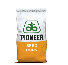 Maïs grain 320 - P9234