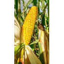 Saatmais - P8329 Öko (S250 K240) PIONEER