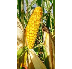 Saatmais - P8329 Öko (S250 K240) PIONEER