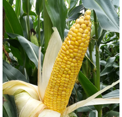 Saatmais - MAS 195.P (S220) MAS SEEDS