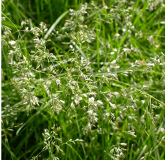 Pâturin des prés - Limagie