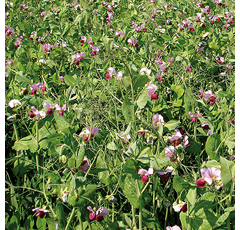 Guisante forrajero - Forrimax - R1 y R2