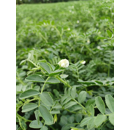 Kichererbse - CDC Orion