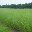 Switchgrass - Dacotah