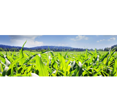 Saatmais - SY Karthoun (S200 K200) SYNGENTA