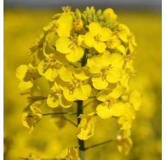 LID Invicto Protect I Hybrider Winterraps