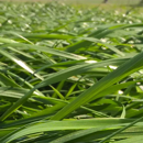 RGH tétraploïde - Rusa