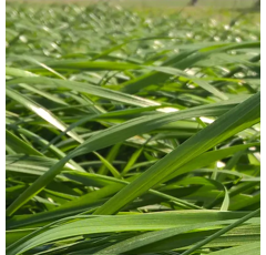 RGH tétraploïde - Rusa