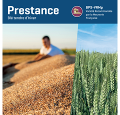 Winterweizen - Prestance