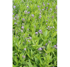 Zwischenfruchtmischung - TERRA GOLD 25 Allround