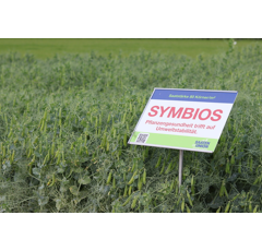 Sommerfuttererbse - Symbios Bio