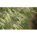 Cebada alternativa - PEWTER