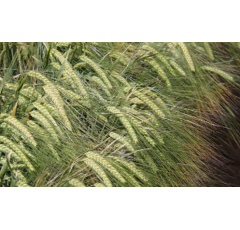 Cebada alternativa - PEWTER