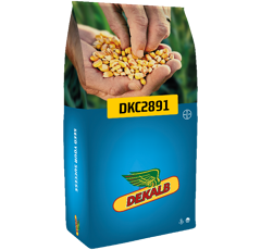 Maïs mixte précoce - DKC 2891 - 230/250