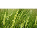 Cebada alternativa - GRAPHIC