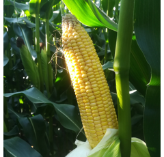 Saatmais - STARLORD (S190) MAS SEEDS