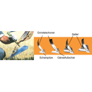 Gänsefußschar, Knock-on KK304311R Kverneland Bodenbearbeitung