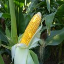 Saatmais - MAS 08.F (S180 K180) MAS SEEDS