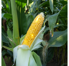 Saatmais - MAS 08.F (S180 K180) MAS SEEDS