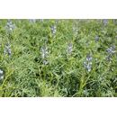 Bitterlupinen, blaue KARO