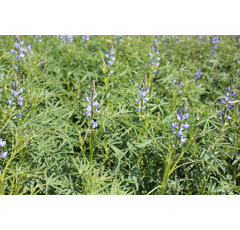 Bitterlupinen, blaue KARO