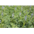 Bitterlupinen, blaue KARO