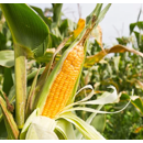 Saatmais - Farmpower (S260 K260) | FARMSAAT