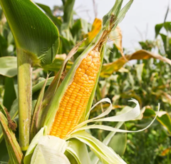 Saatmais - Dentrico (K230) AGROMAIS